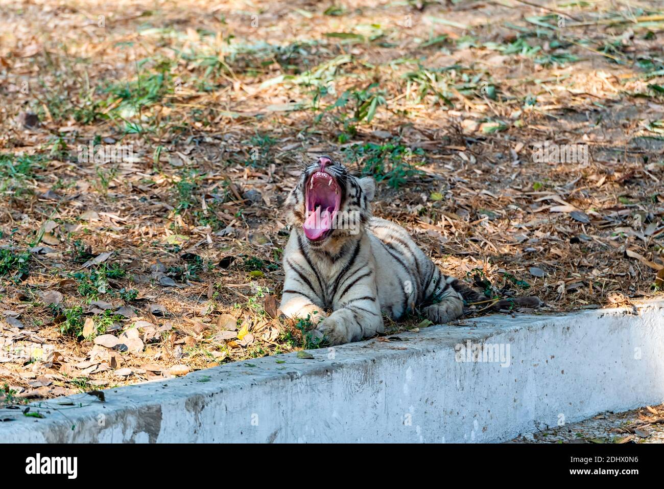 Ein weißes Tigerjunges gähnend, während er neben einem trockenen Graben sitzt, im Tigergehege im National Zoological Park Delhi, auch bekannt als Delhi Zoo. Stockfoto