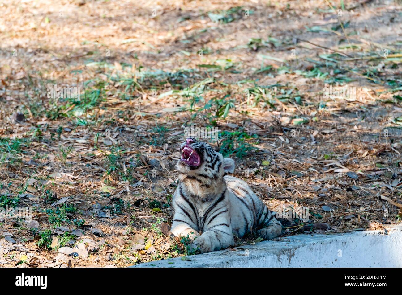 Ein weißes Tigerjunges gähnend, während er neben einem trockenen Graben sitzt, im Tigergehege im National Zoological Park Delhi, auch bekannt als Delhi Zoo. Stockfoto