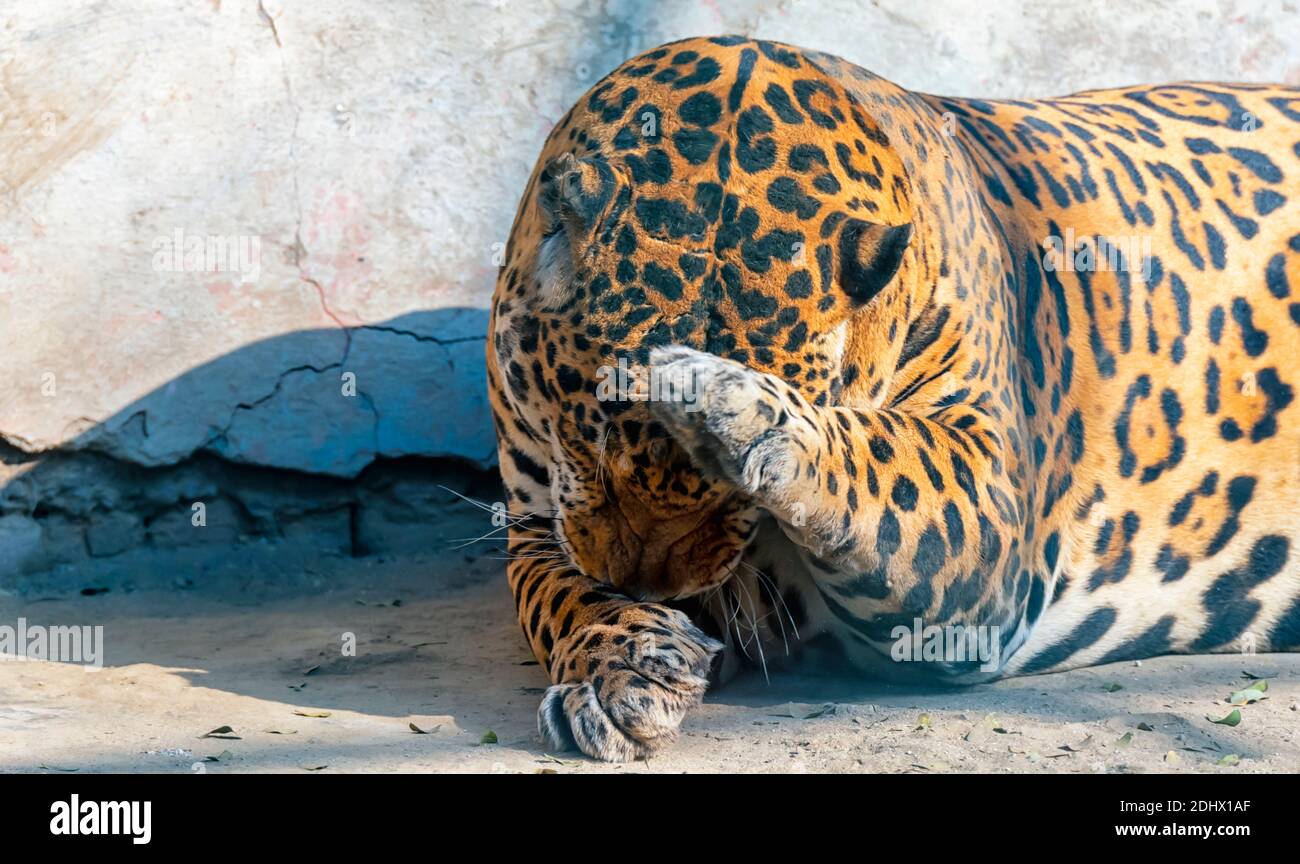 Ein indischer Leopard Pflege und Reinigung seines Pelzes durch Lecken, in einem Gehege im National Zoological Park, auch bekannt als der Delhi Zoo. Stockfoto