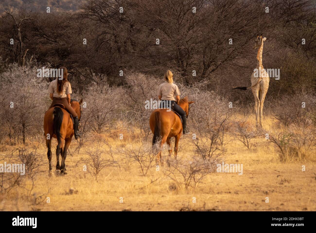 Blonde und Brünette nach Giraffe auf dem Pferd Stockfoto