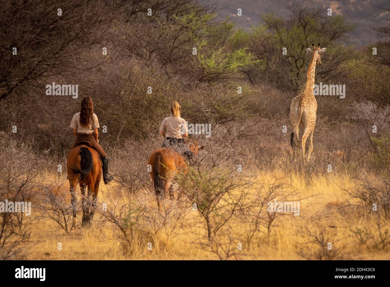 Blonde und Brünette Fahrt nach südlichen Giraffe Stockfoto