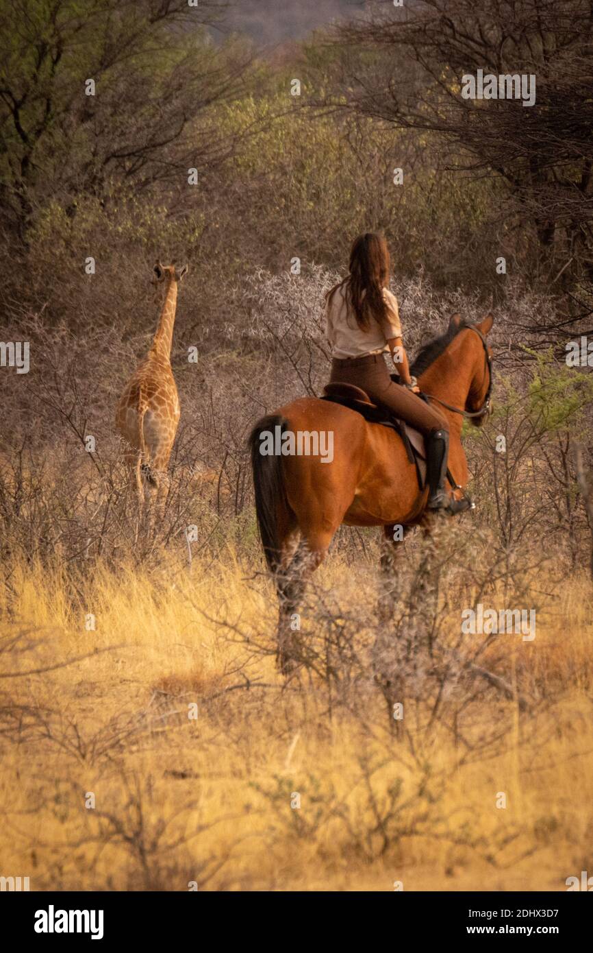Brunette auf dem Pferderücken sieht Baby südlichen Giraffe Stockfoto