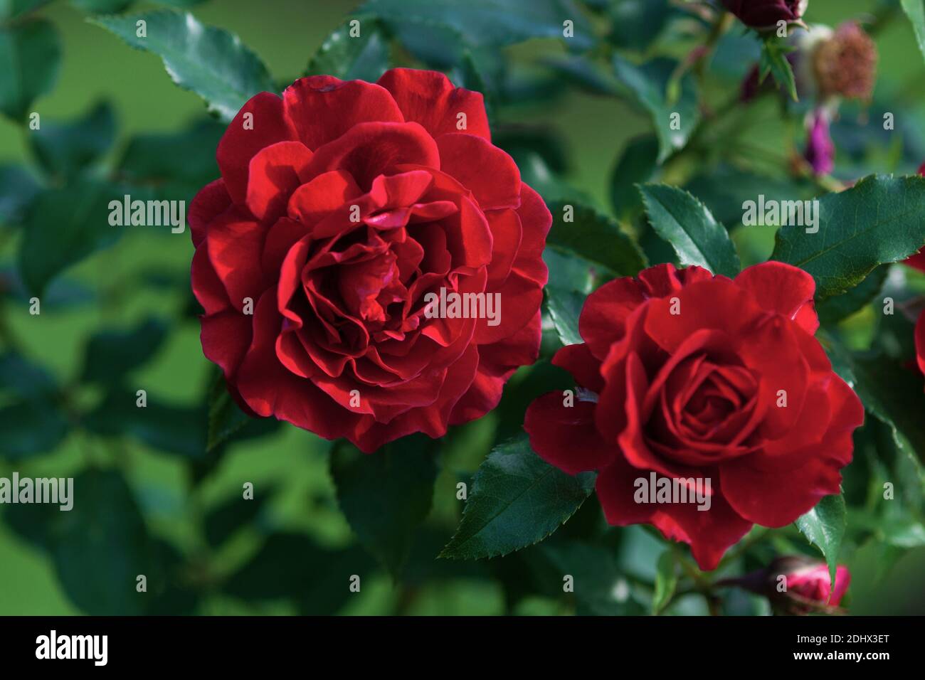 Rote Rosen in Blüte, Lady Ryder von Warschau moderner Strauch von Harkness  gezüchtet Stockfotografie - Alamy