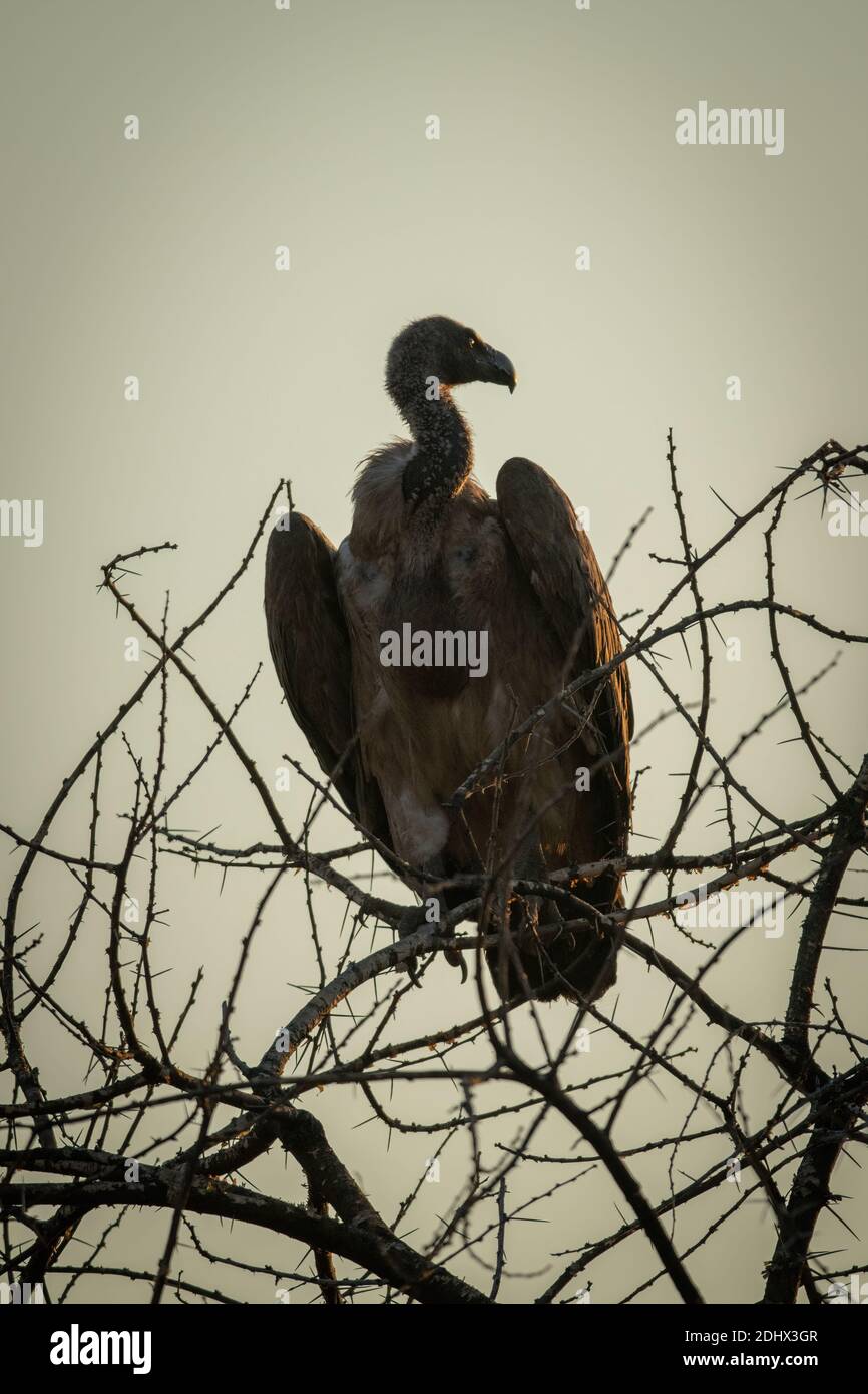 Kapgeier Silhouetten in verwickelten Ästen Stockfoto