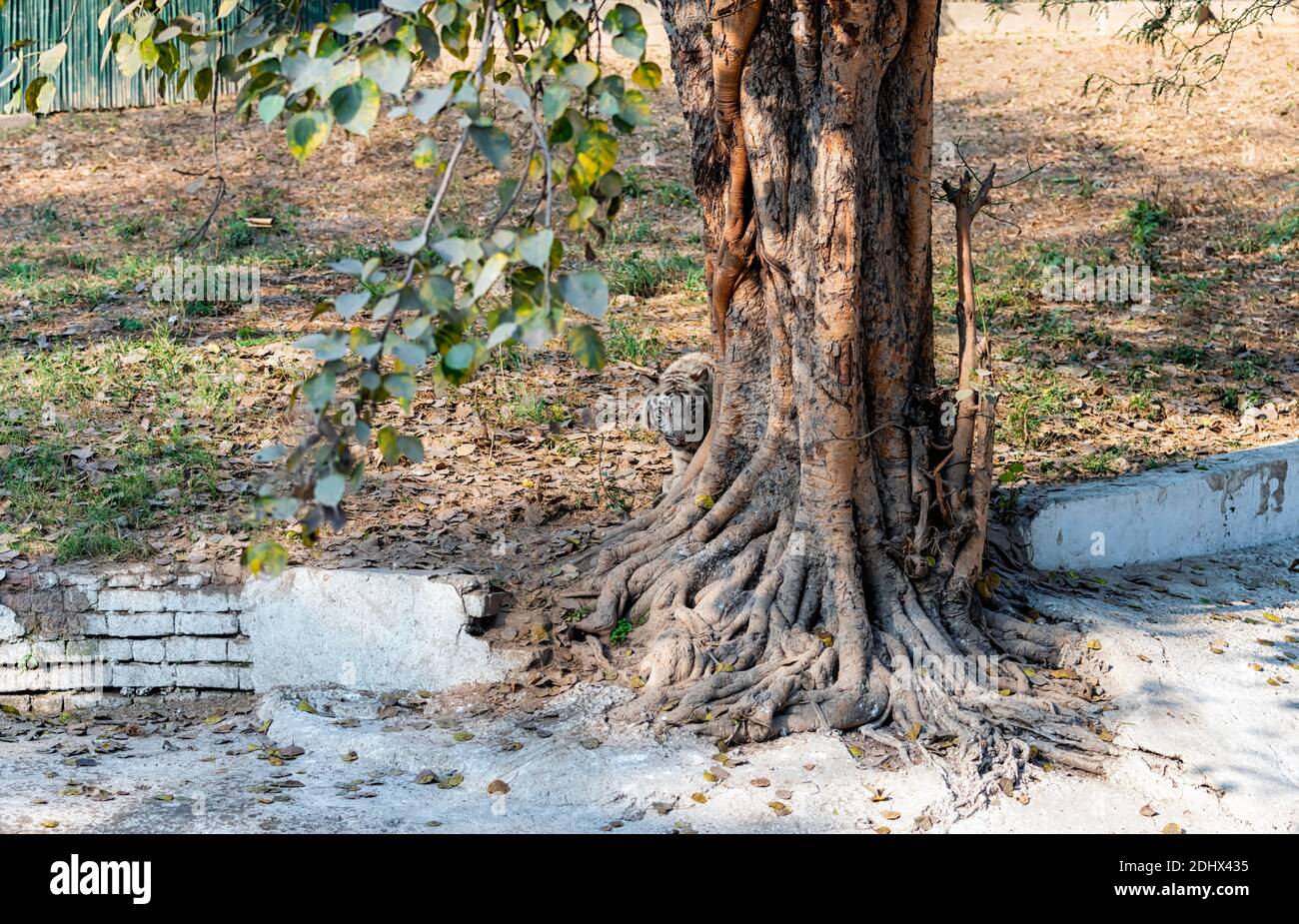 Ein weißes Tigerjunges, das sich hinter einem Baum im Tigergehege im National Zoological Park Delhi versteckt, auch bekannt als Delhi Zoo. Stockfoto