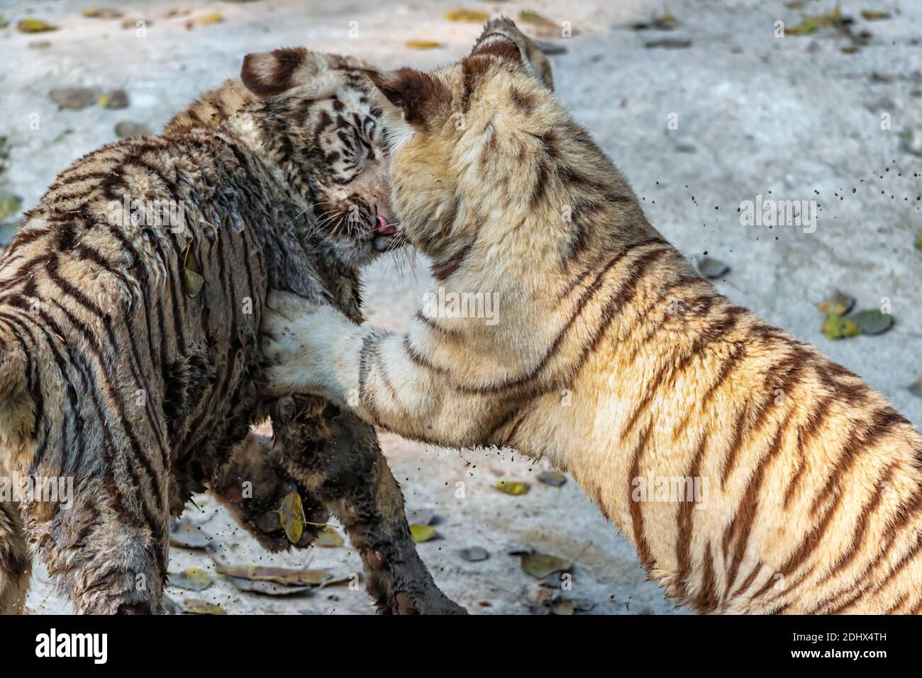 Zwei weiße bengalische Tigerjungen, die im Tigergehege im National Zoological Park Delhi, auch als Delhi Zoo bekannt, miteinander spielen. Stockfoto