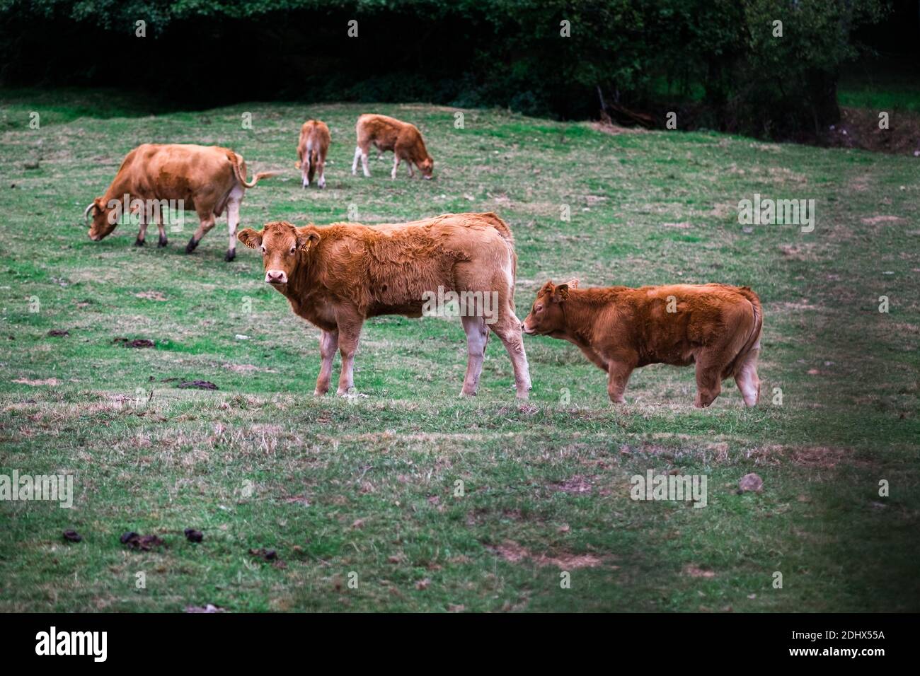 Kühe auf einem Feld auf dem Land Stockfoto