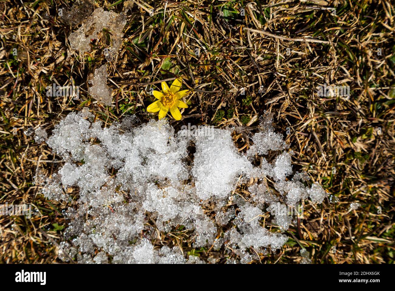 Nach einem langen Winter beginnen die ersten Blumen im Schnee im Campo Imperatore zu blühen. Gran Sasso, Gran Sasso und Monti della Laga Nati Stockfoto