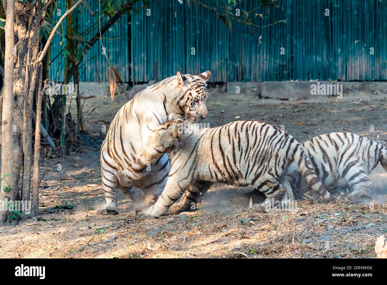 Eine weibliche weiße Tiger spielt mit ihren Jungen im Tigergehege im National Zoological Park Delhi, auch bekannt als Delhi Zoo. Stockfoto