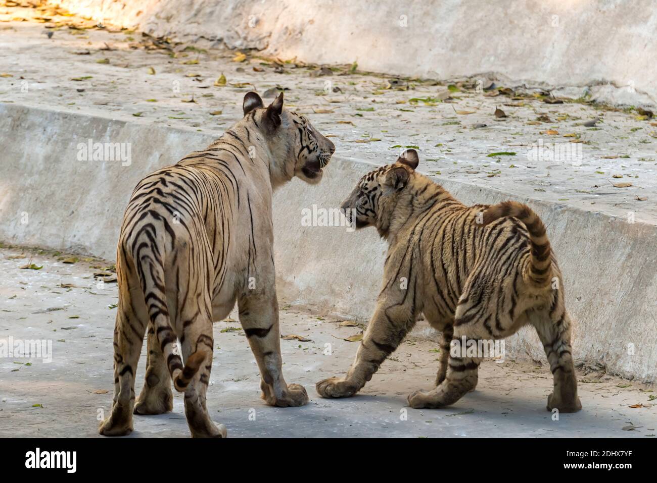 Ein weiblicher weißer Tiger und ihr Junge, bedeckt mit Schmutz, im ...