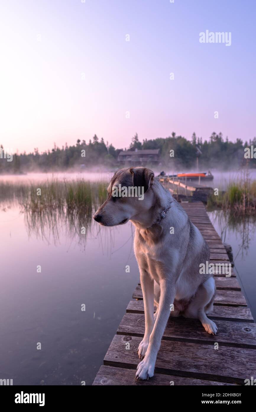 Welpen auf einem Dock Stockfoto