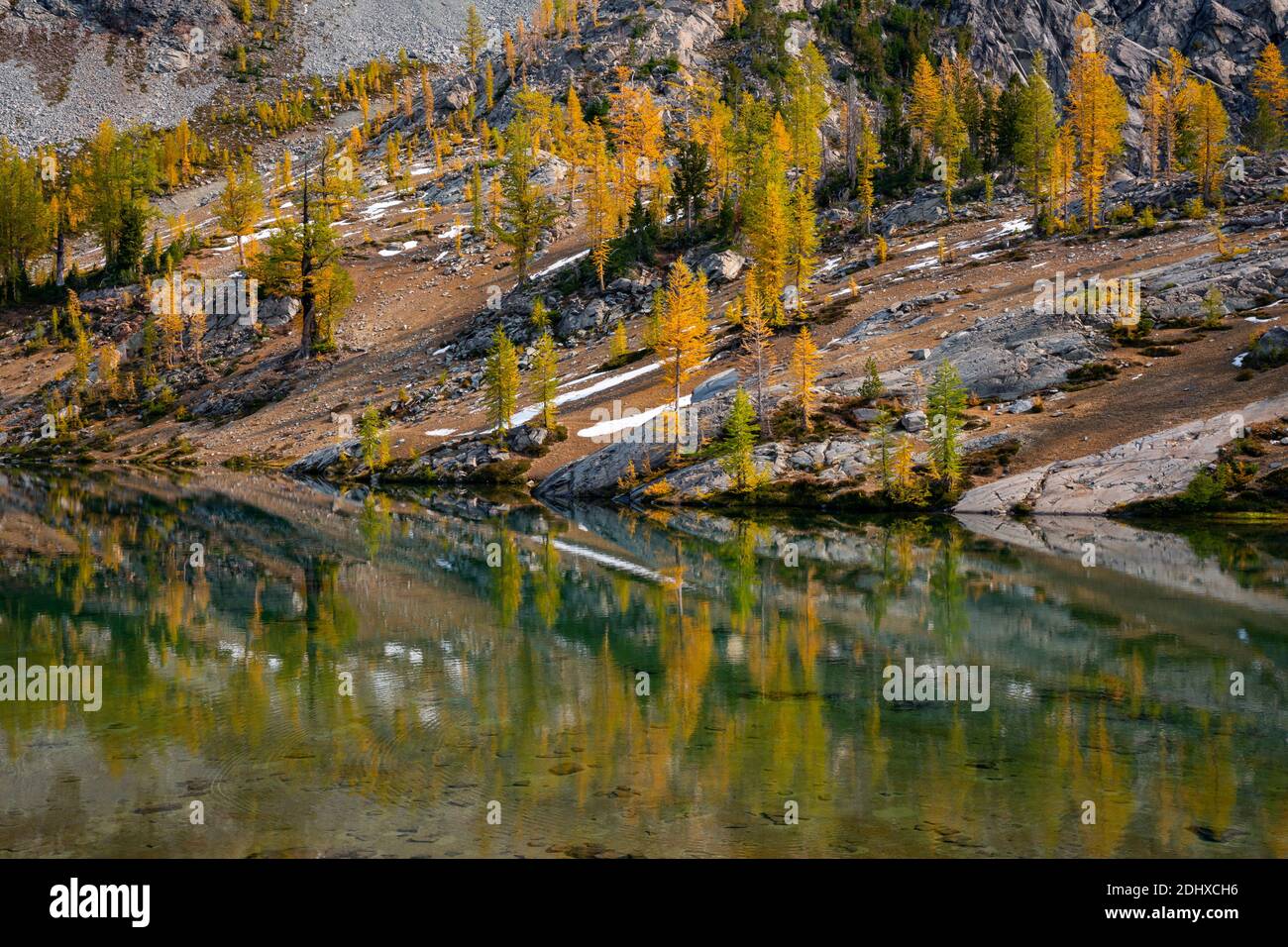 WA18700-00...WASHINGTON - Subalpine Lärche spiegelt sich in den stillen Gewässern des Lower Ice Lake in der Glacier Peak Wilderness. Stockfoto
