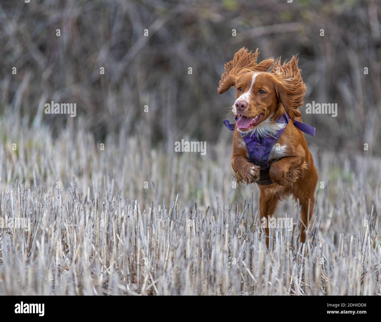 Loki der arbeitende Cocker Spaniel im vollen Flug Stockfoto