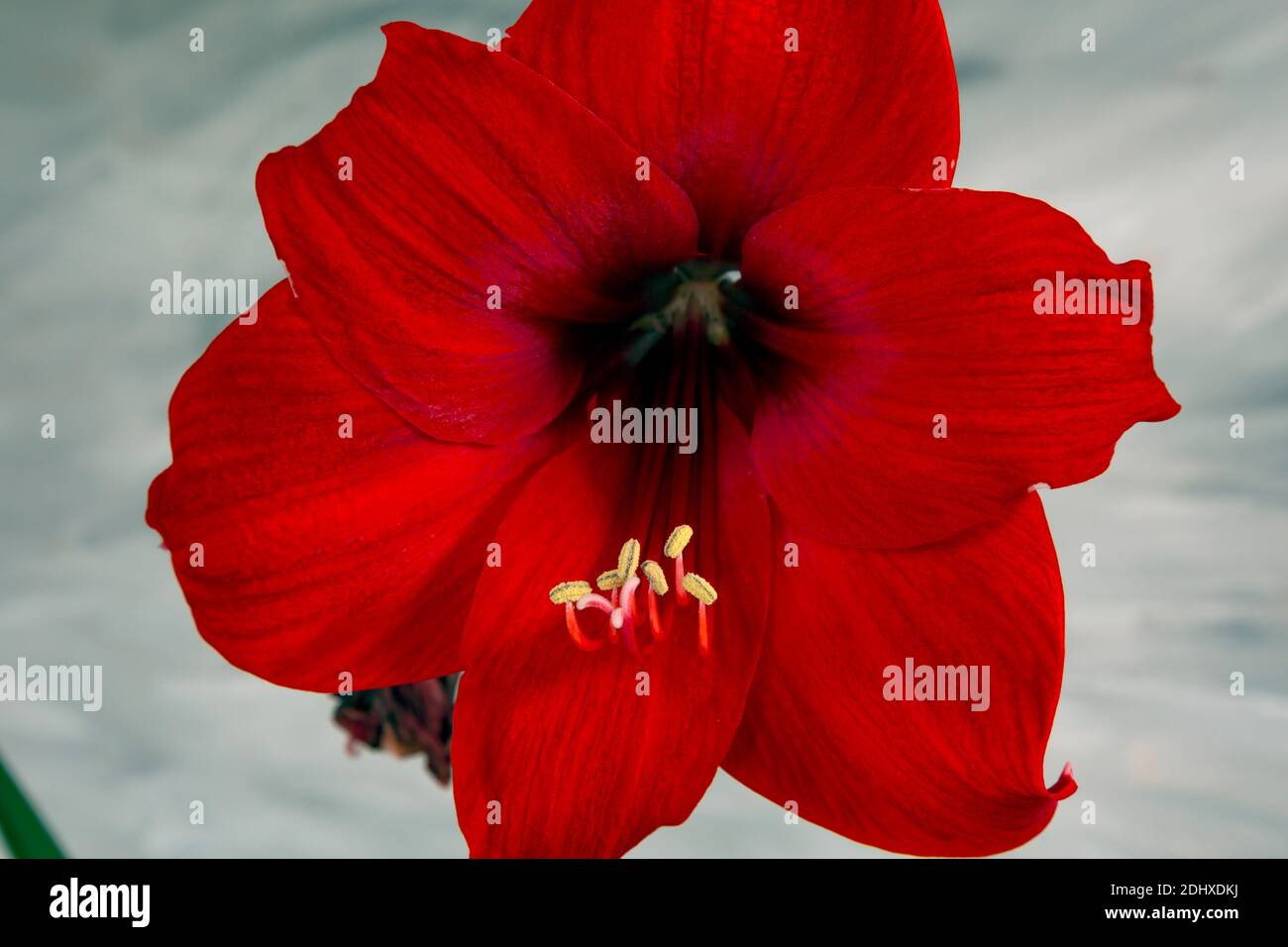 WA18714-00...WASINTON - EINE blühende Amaryllis fotografiert mit dem Lensbaby Sweet 50 mit mehreren marco Filtern. Stockfoto
