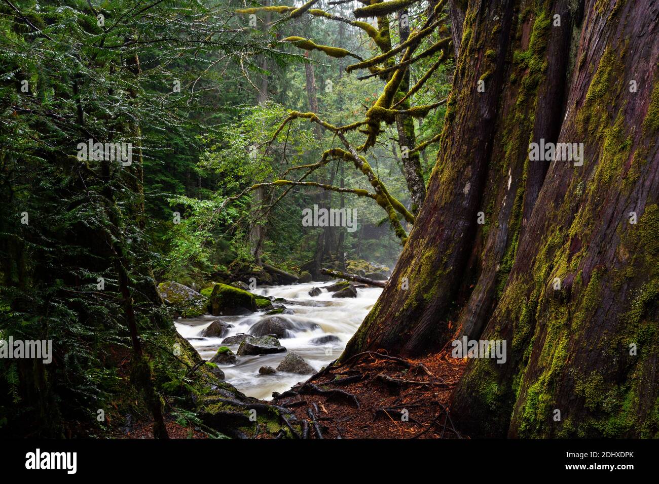 WA18717-00...WASHINGTON - der Tye River rauscht durch den stattlichen Wald im Deception Falls National Recreation Area. Stockfoto