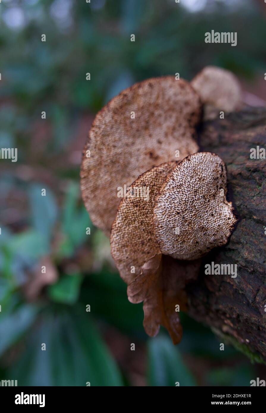 Portrait Bild von Baum Pilz wächst auf Baum mit verschwommen Grüner Hintergrund Stockfoto
