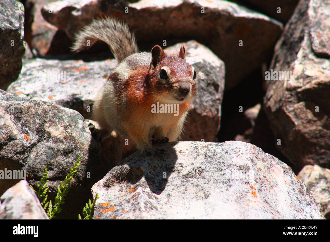 Kleintiere der Kananaskis Stockfoto