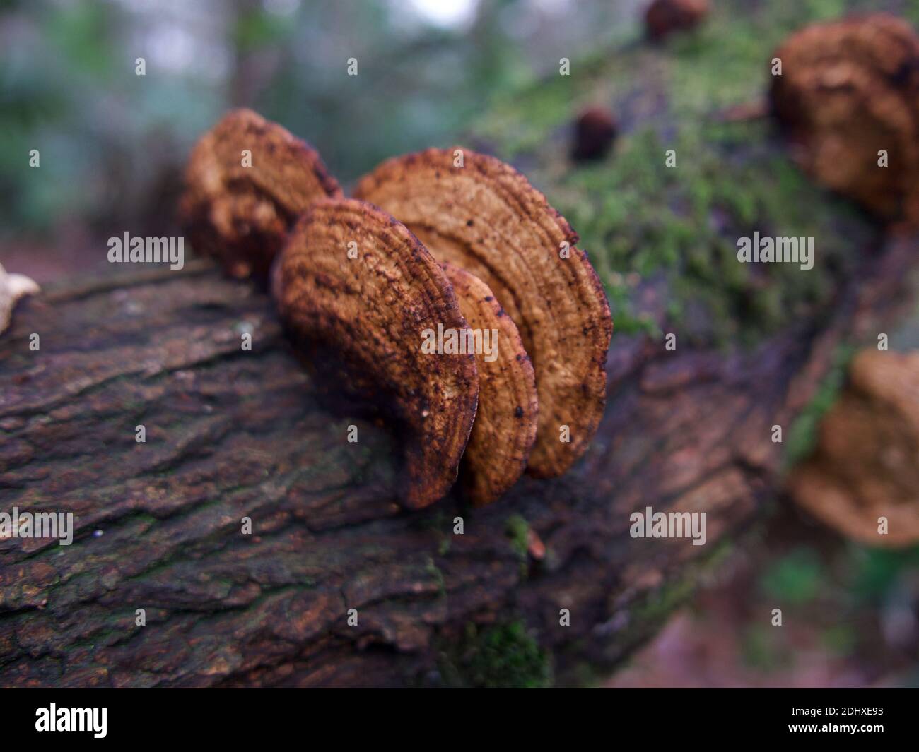 Nahaufnahme des braunen inonotus-Baumpilzes auf Holzbalken Stockfoto