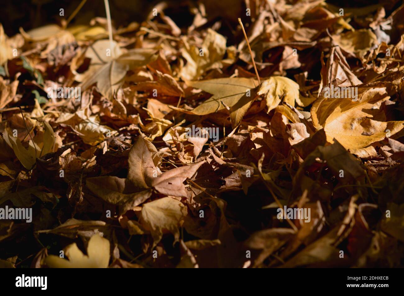 Herbstblätter, Herbstblätter, trockenes Blatt auf dem Boden. Orangefarbene braune Blätter. Stockfoto