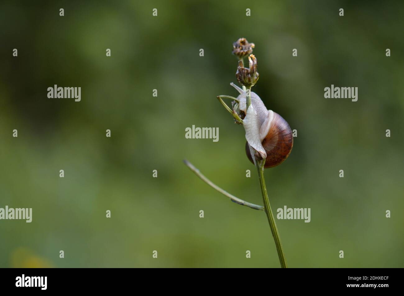 Schnecke auf einer Pflanze, aus der Nähe. Regnerische Schnecke kroch auf einer Pflanze hoch. Stockfoto