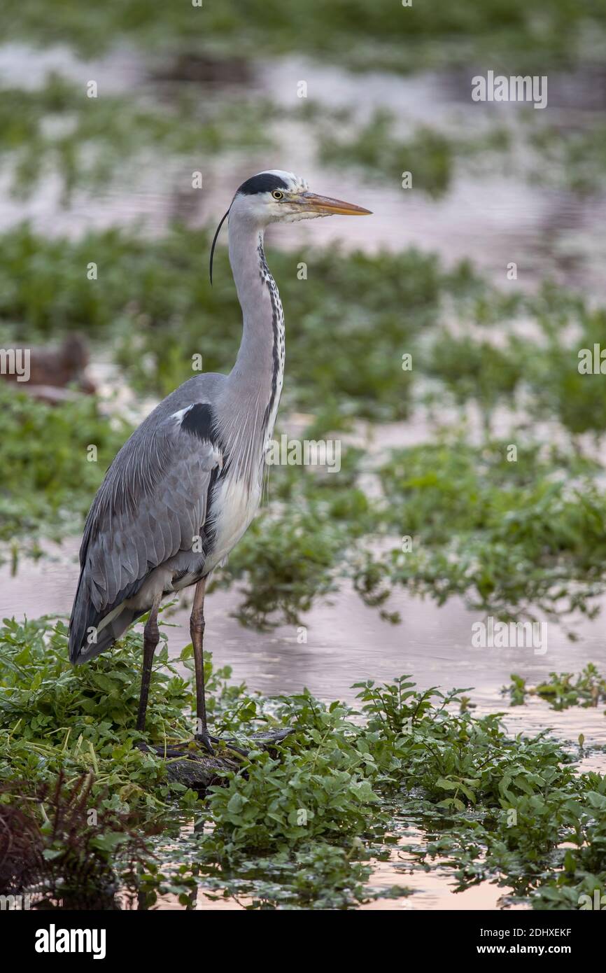 Grauer Reiher, der geduldig sitzt, damit Fische daran schwimmen können Stockfoto