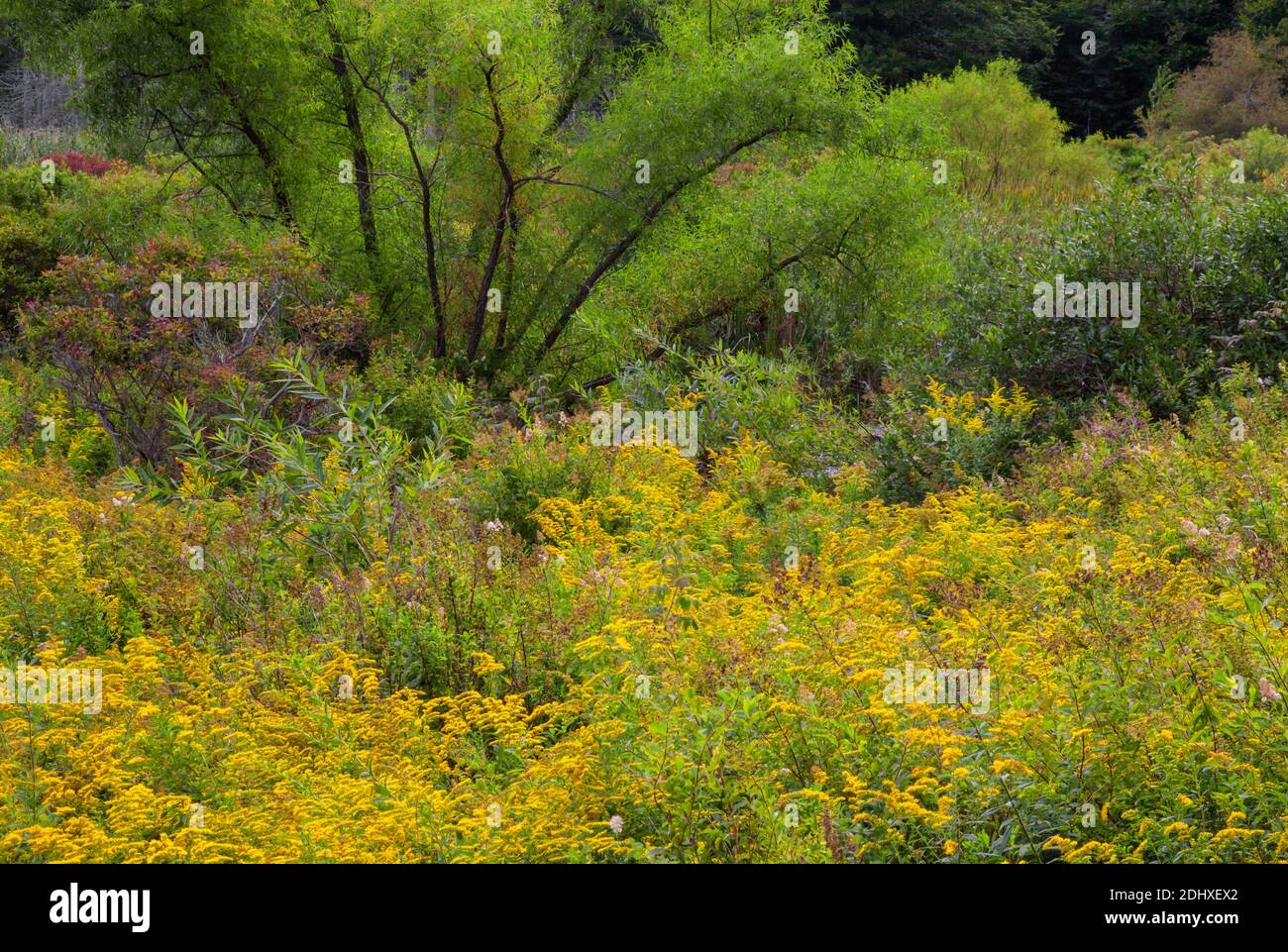 Am Rande eines Feuchtgebiets und einer Hochlandwiese hat sich ein Dickicht entwickelt, das Lebensraum für Wildtiere in Pocono Mountans in Pennsylvania bietet. Stockfoto