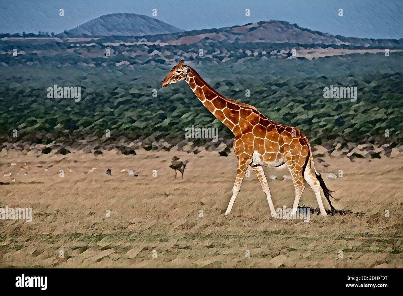 Afrika, Kenia, Netzgiraffe (WILD: Giraffa camelopardalis reticulata) Computer verbessert. Stockfoto