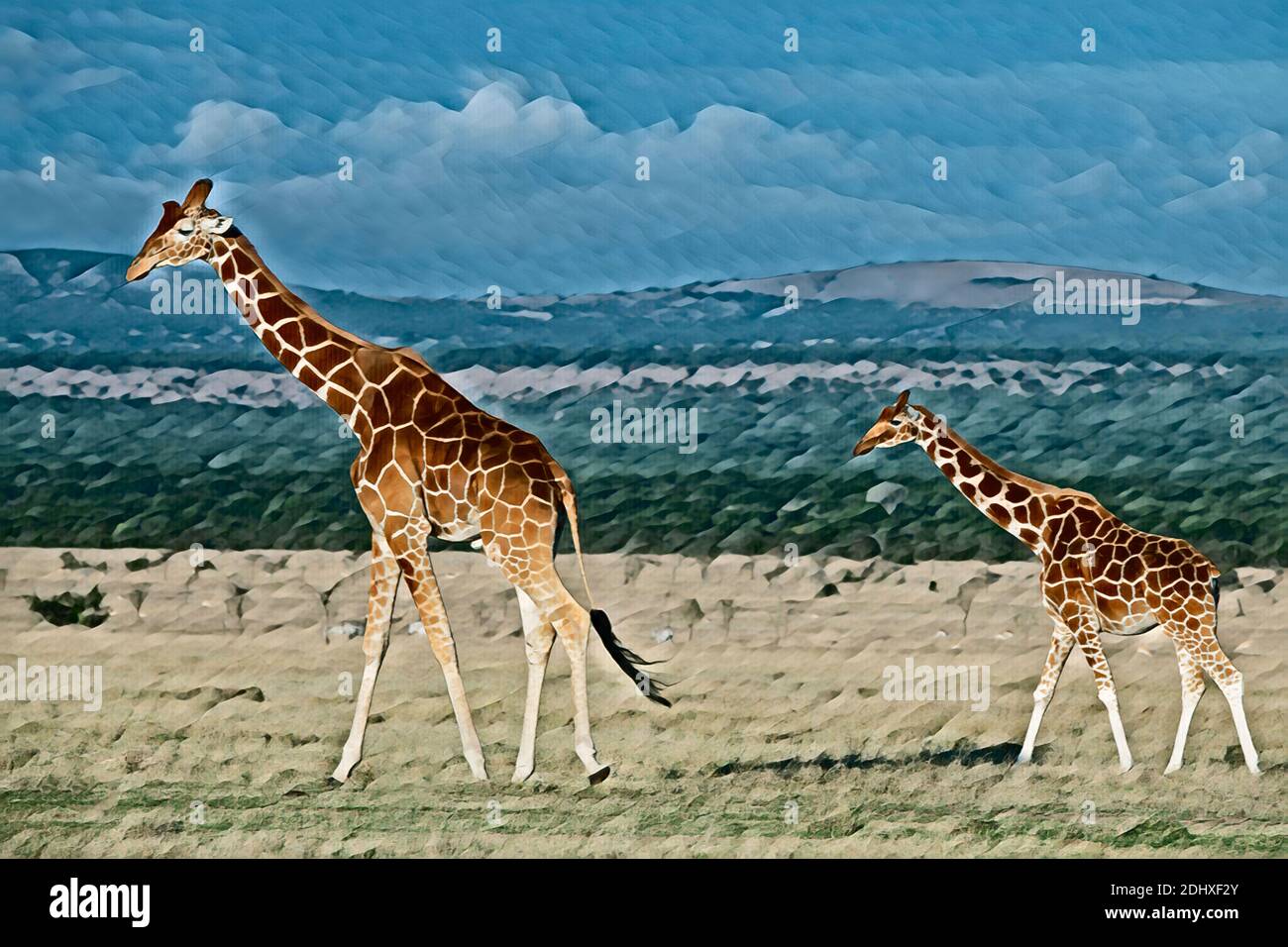 Afrika, Kenia, Netzgiraffen (WILD: Giraffa camelopardalis reticulata) Computer verbessert. Stockfoto