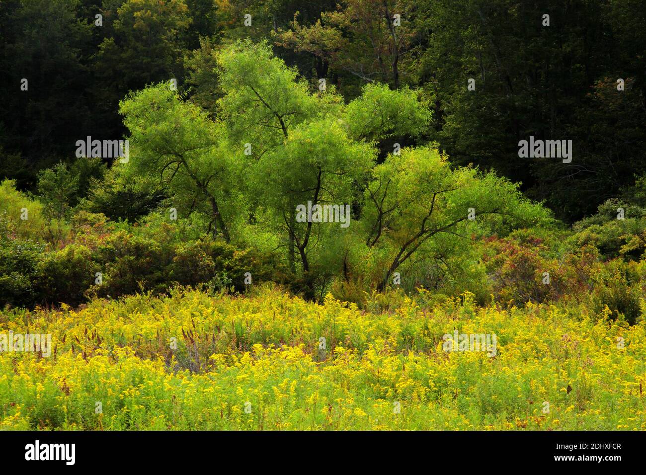 Am Rande eines Feuchtgebiets und einer Hochlandwiese hat sich ein Dickicht entwickelt, das Lebensraum für Wildtiere in Pocono Mountans in Pennsylvania bietet. Stockfoto