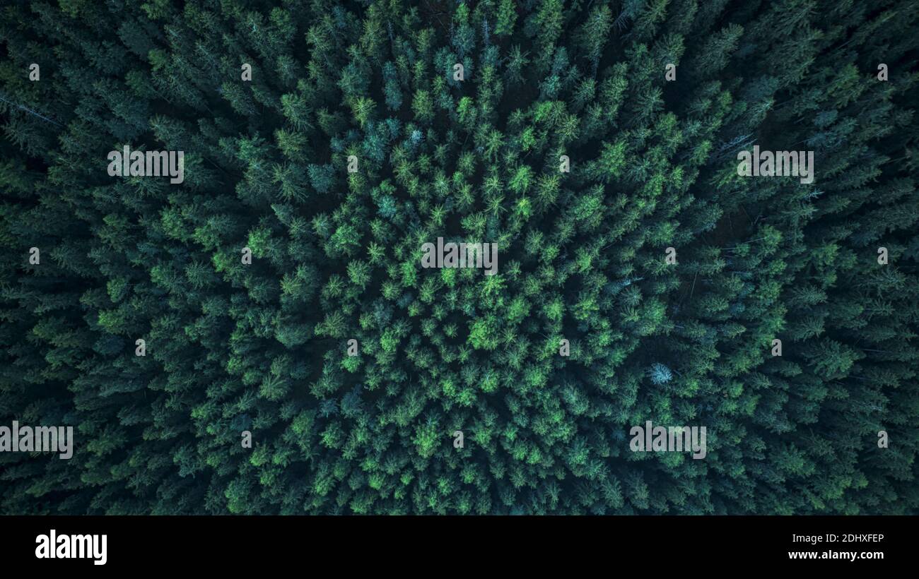 Tannenbäume von einer Drohne in der Schweiz fotografiert Stockfoto