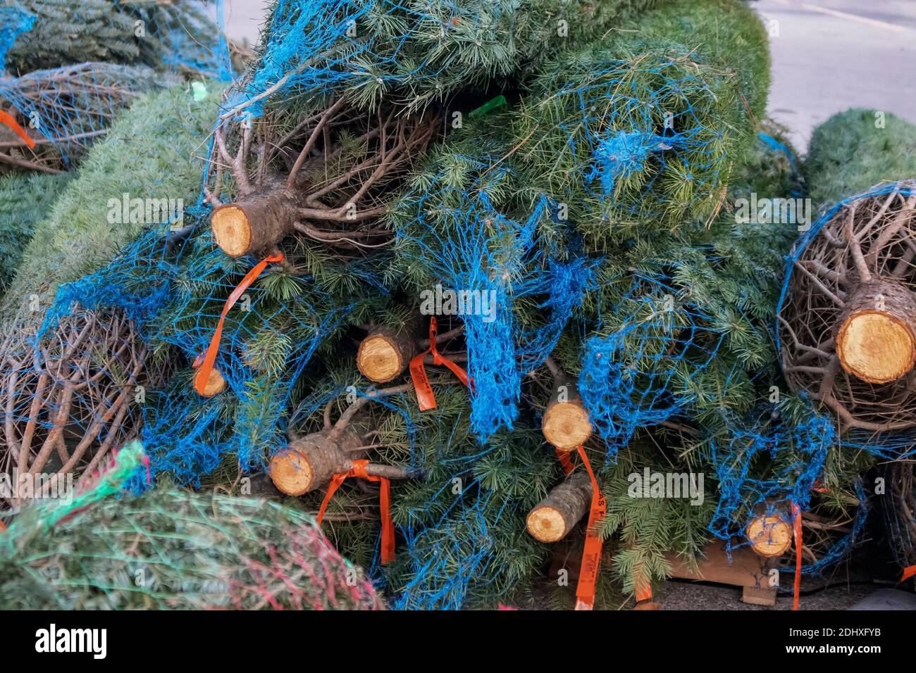 Live frische Douglas Fir Weihnachtsbäume in Netting auf ein Palette zu Weihnachtsbaum Lot hinzugefügt werden Stockfoto