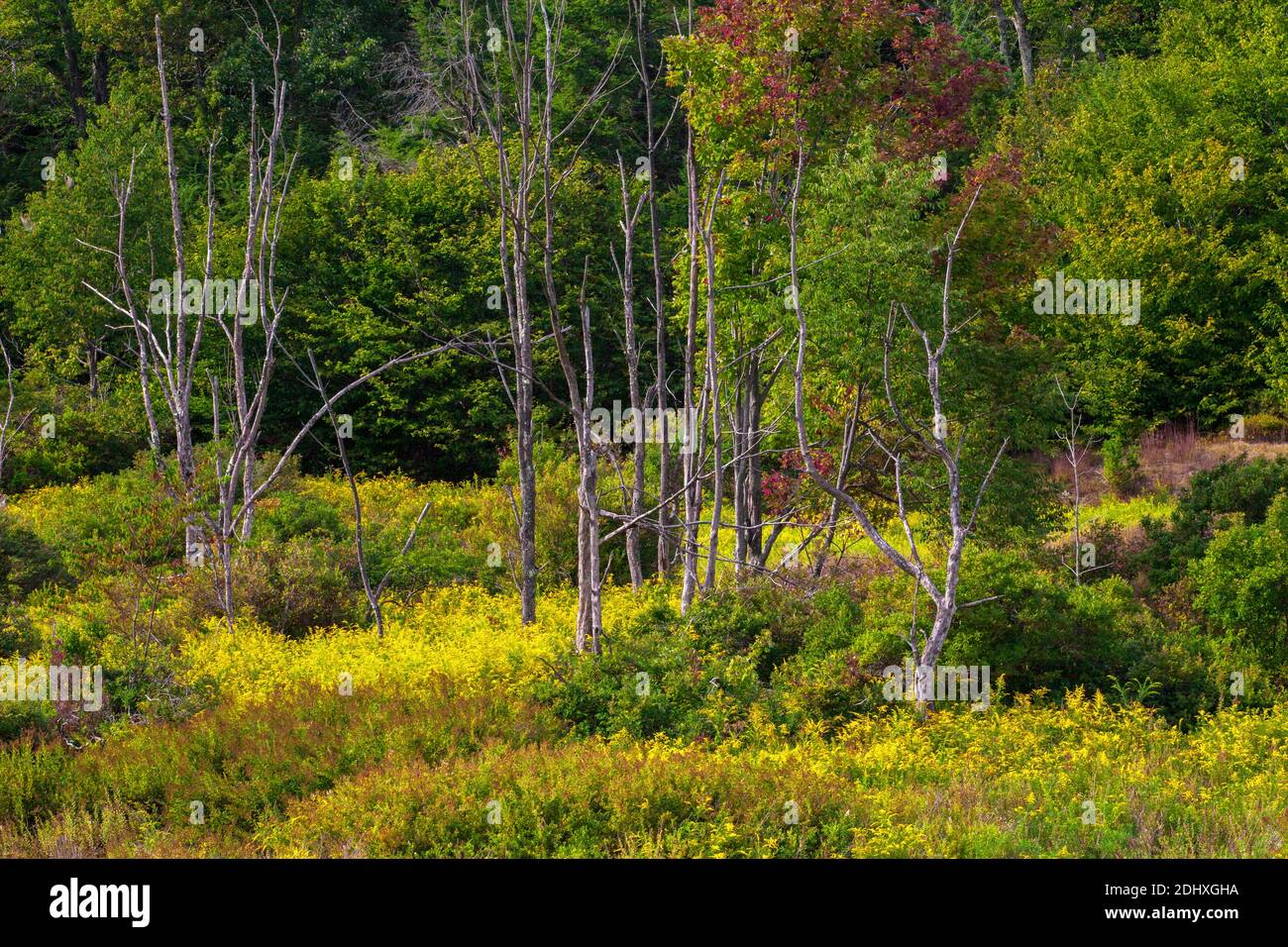 Am Rande eines Feuchtgebiets und einer Hochlandwiese hat sich ein Dickicht entwickelt, das Lebensraum für Wildtiere in Pocono Mountans in Pennsylvania bietet. Stockfoto