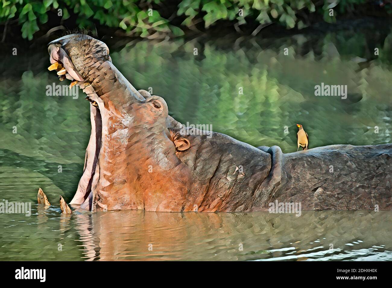 Afrika, Sambia, South Luangwa National Park. Nilpferd im Pool mit offenem Mund (WILD: Nilpferd amphibius). Gelbschnabel-Ochsenspecht. Stockfoto