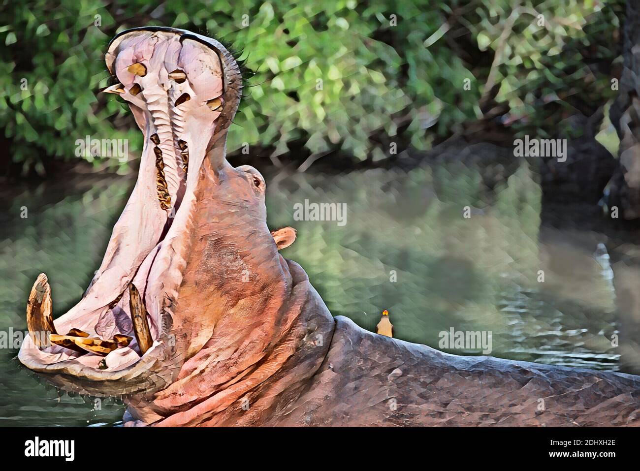 Afrika, Sambia, South Luangwa National Park. Nilpferd im Pool mit offenem Mund (WILD: Nilpferd amphibius). Gelbschnabel-Ochsenspecht. Stockfoto