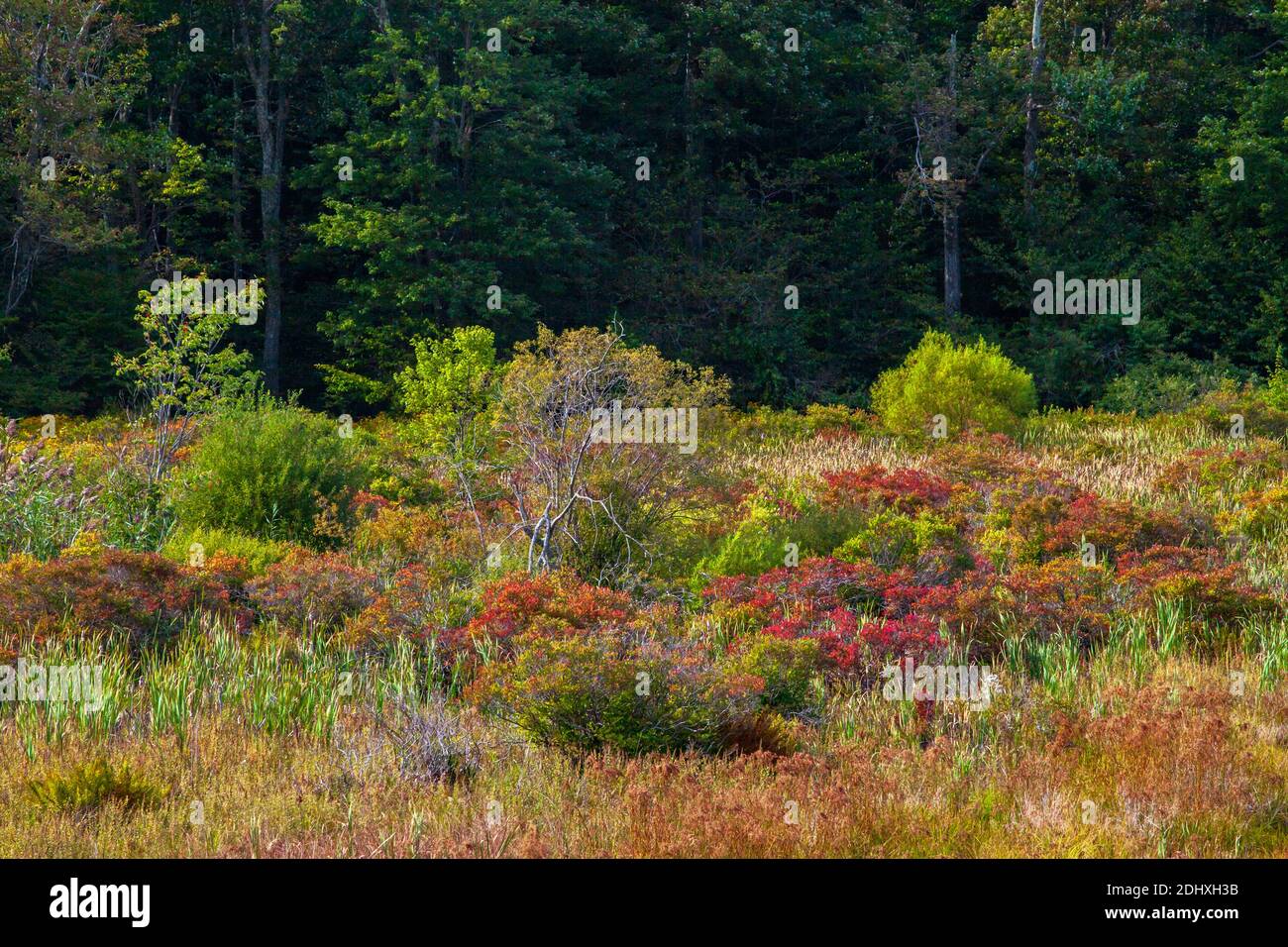 Am Rande eines Feuchtgebiets und einer Hochlandwiese hat sich ein Dickicht entwickelt, das Lebensraum für Wildtiere in Pocono Mountans in Pennsylvania bietet. Stockfoto