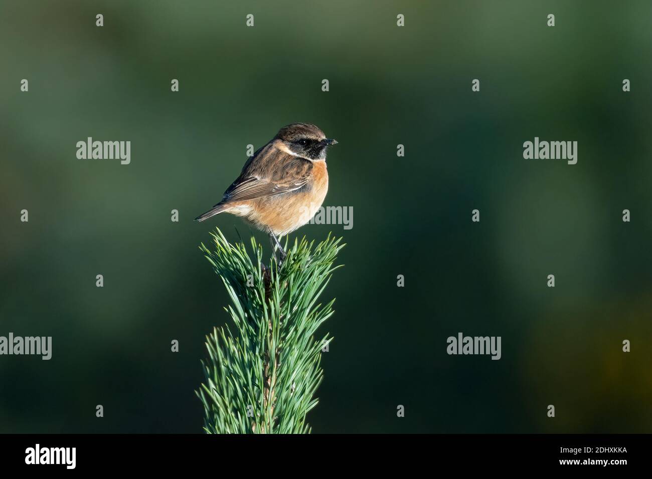 Männchen Stonechat-Saxicola rubicola Barsche im Herbst. Stockfoto