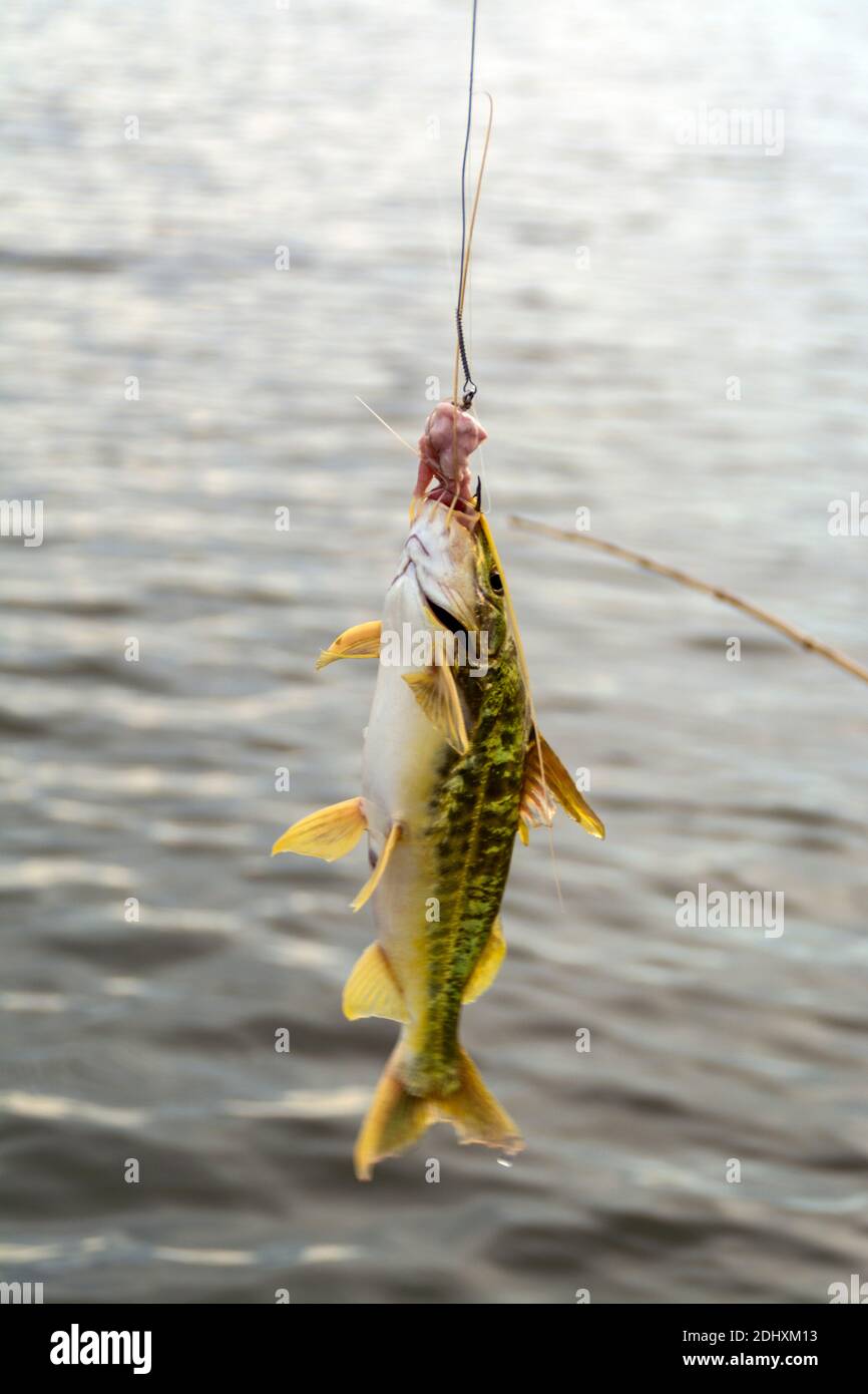 Ein Tourist hakt einen langhaarigen Wels, während er auf einer Safari-Tour auf dem Mutum River (Rio Mutum) in den Pantanal Feuchtgebieten Brasiliens ist. Stockfoto
