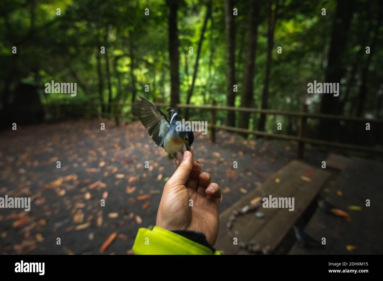 Hand der Person im Vordergrund mit einem Vogel mit Offene Flügel essen von ihm Stockfoto