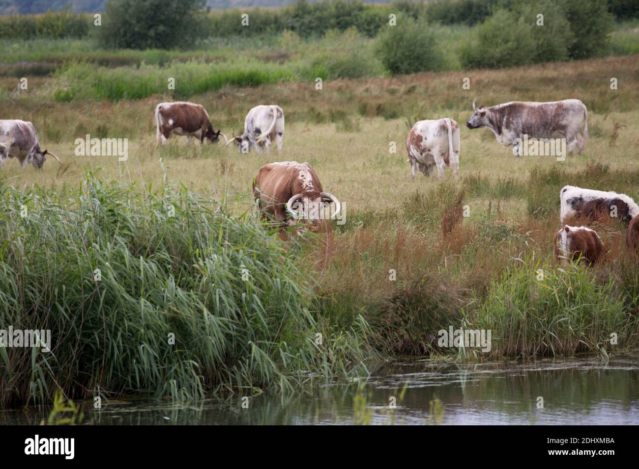 Alte Longhorn Rinder grasen in Salzwiesen Feuchtgebiete in der Nähe von Severn Flussmündung Slimbridge UK Stockfoto