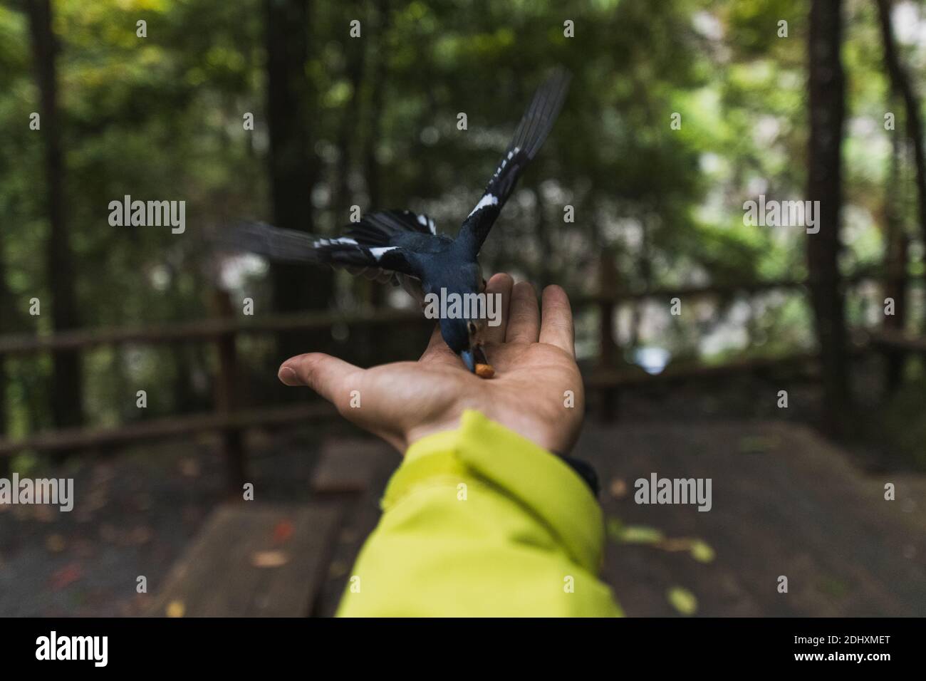 Vogel, der aus der Hand einer Person in grüner Jacke isst Ein Wald mit einem Picknicktisch Stockfoto