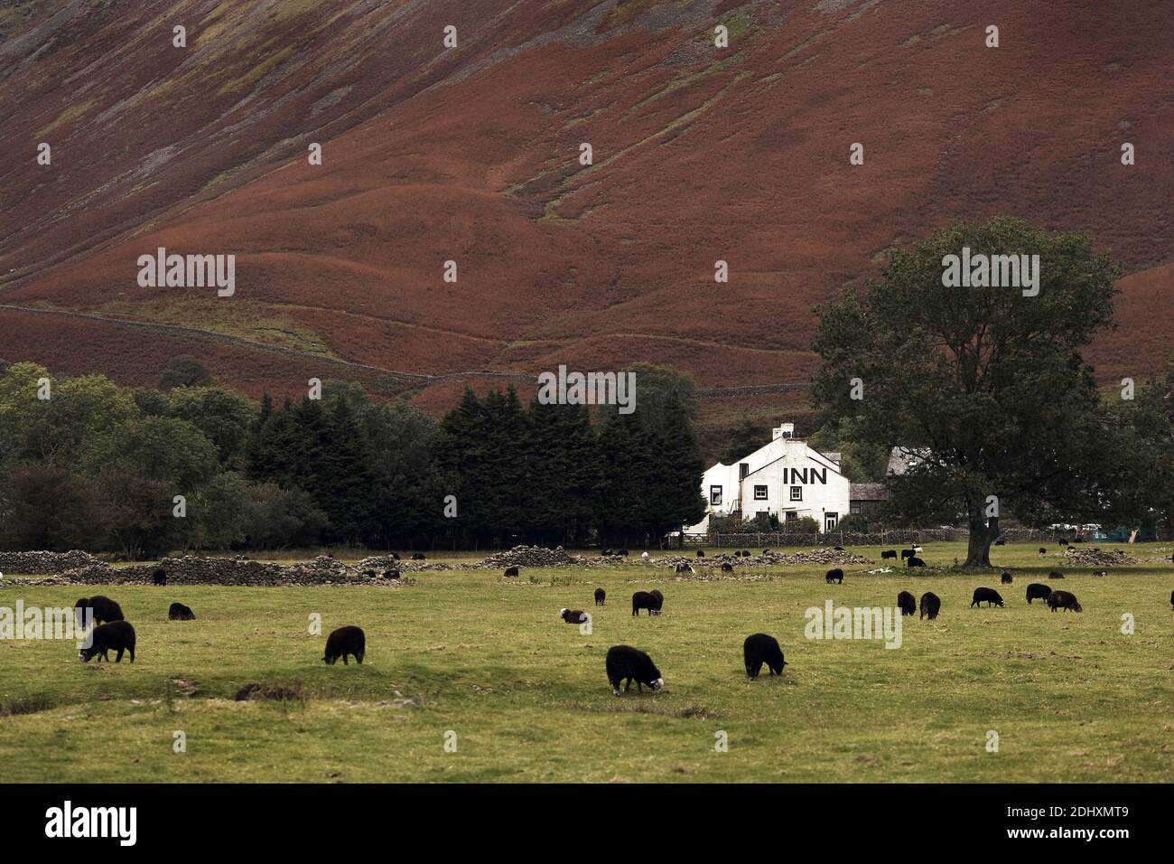 GROSSBRITANNIEN / England /Lake District/Wasdale Head Inn, mit einer Herde von Schafen, die im Wasdale Valley grasen. Stockfoto