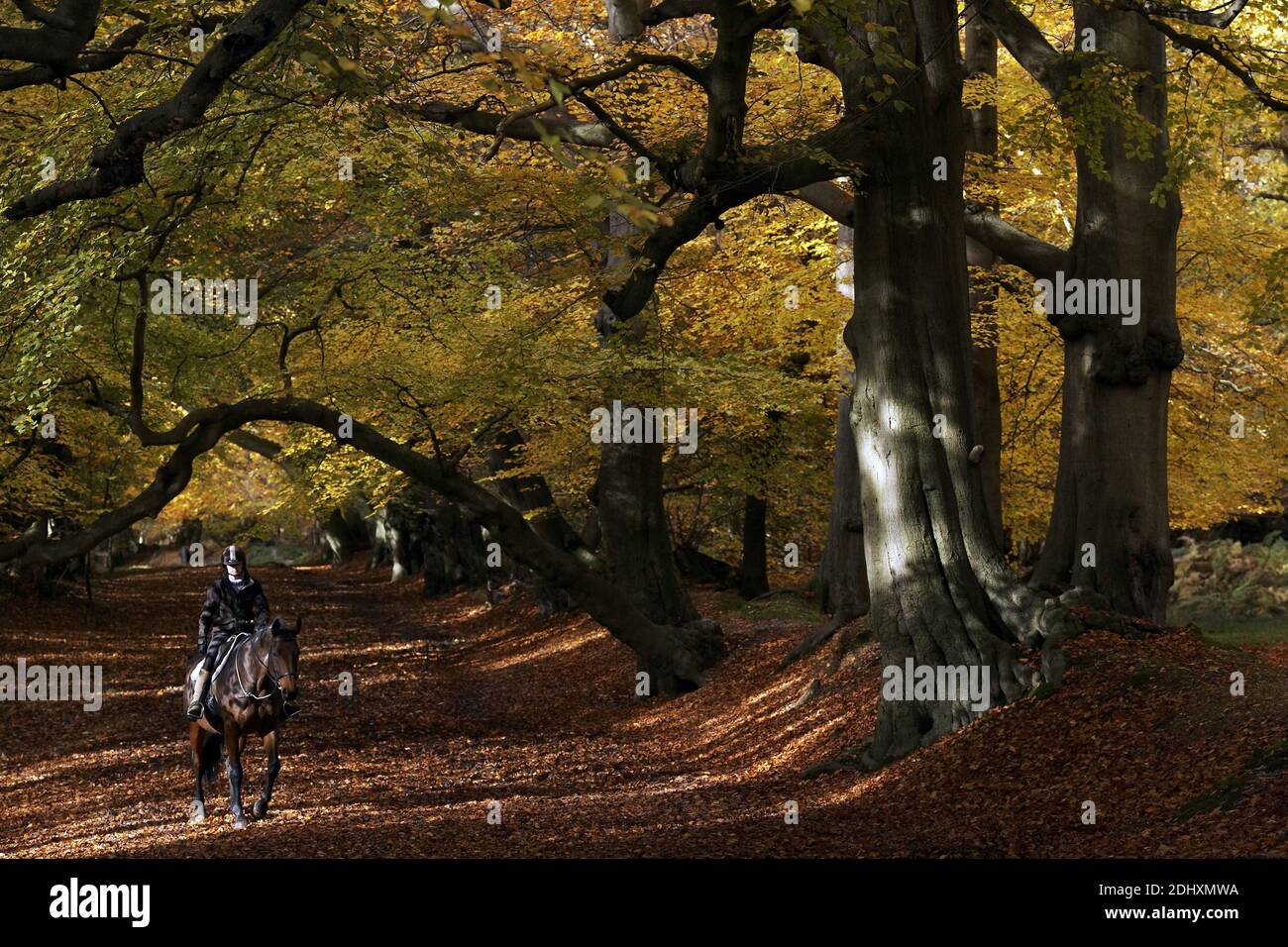 GROSSBRITANNIEN / England Hertfordshire Frau reitet auf einem braunen Pferd auf dem Ashridge Estate. Stockfoto