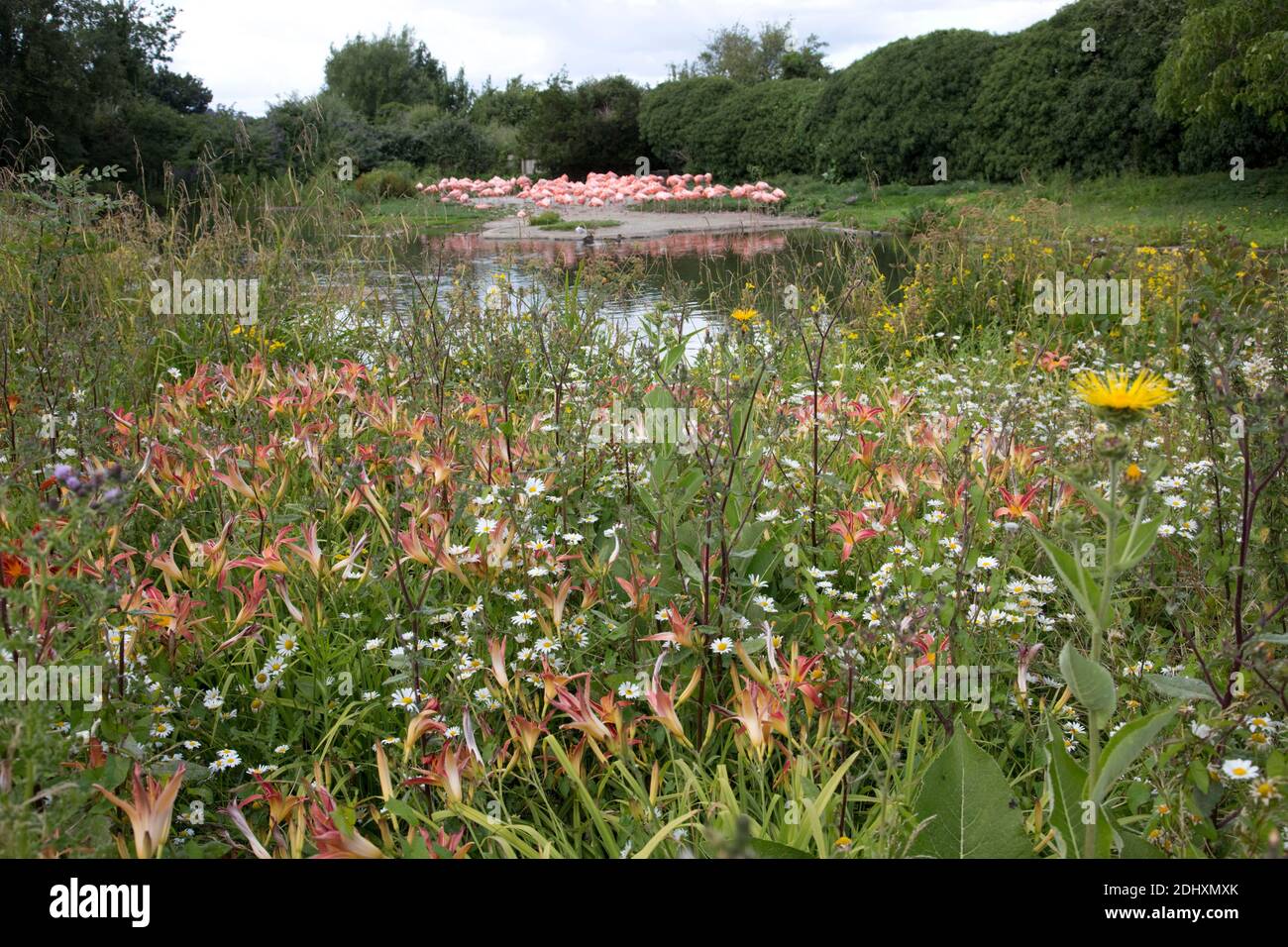 Blühende Wildblumen vor karibischer Flamingoumzäunung Slimbridge Cafe Wildfowl Trust Großbritannien Stockfoto