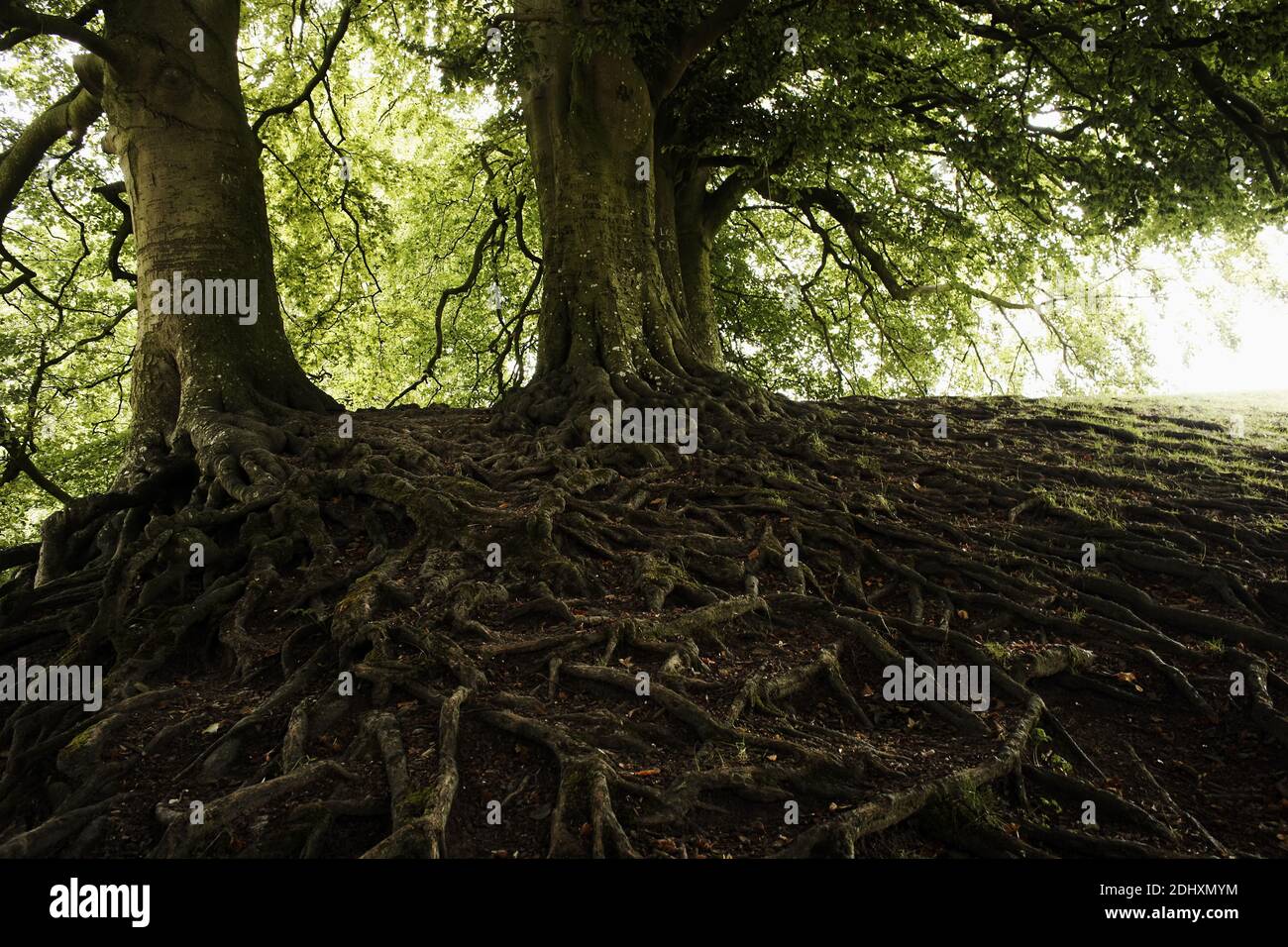 Bäume mit freiliegenden Wurzeln.Baum mit Oberflächenwurzeln Stockfoto