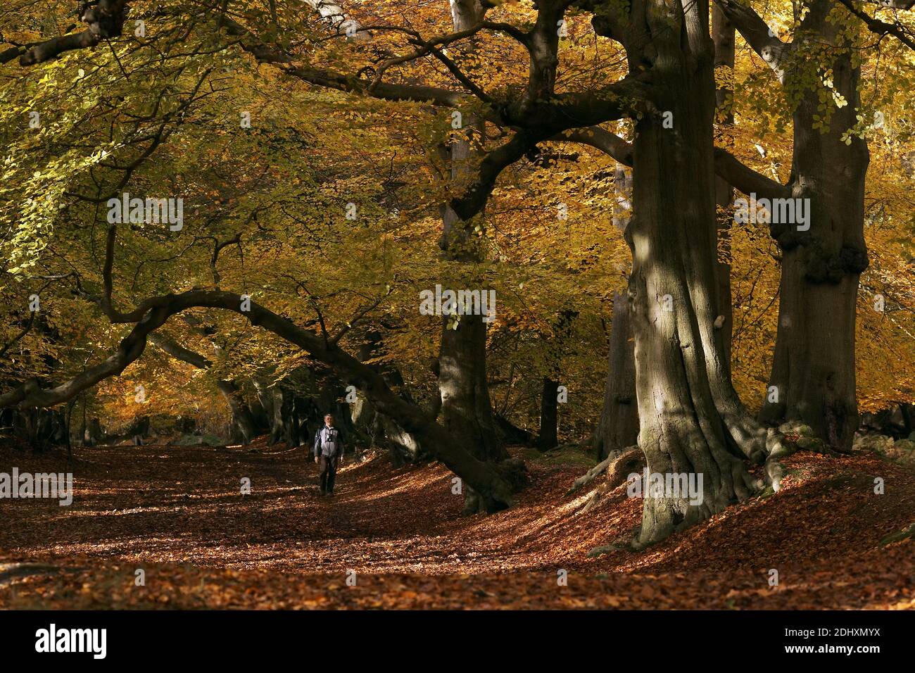 GROSSBRITANNIEN / England Hertfordshire / Herbstliche Farben im Ashridge Estate Stockfoto