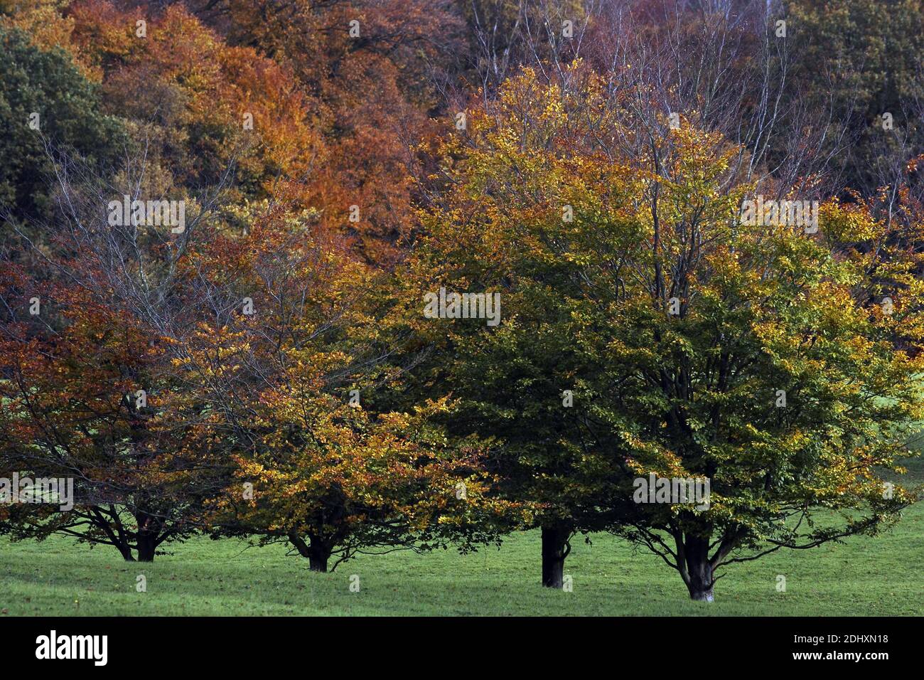 Goldene Herbstbäume in Hertfordshires Ashridge Estate – Ein saisonales Meisterwerk Stockfoto