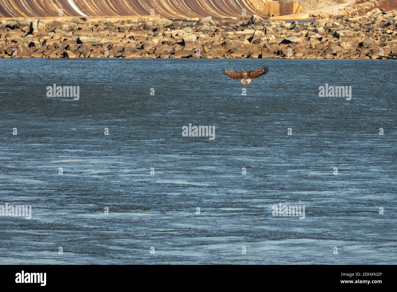 Fischadler im Flug über den Fluss neben dem Damm in Maryland. Stockfoto
