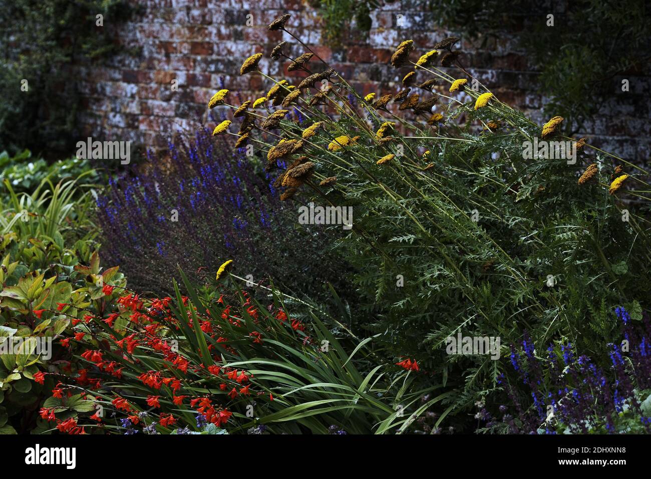 GROSSBRITANNIEN / England /Polesden Lacey farbenfroher, von Mauern umzäunter Garten mit einer Mischung aus Blumen. Stockfoto