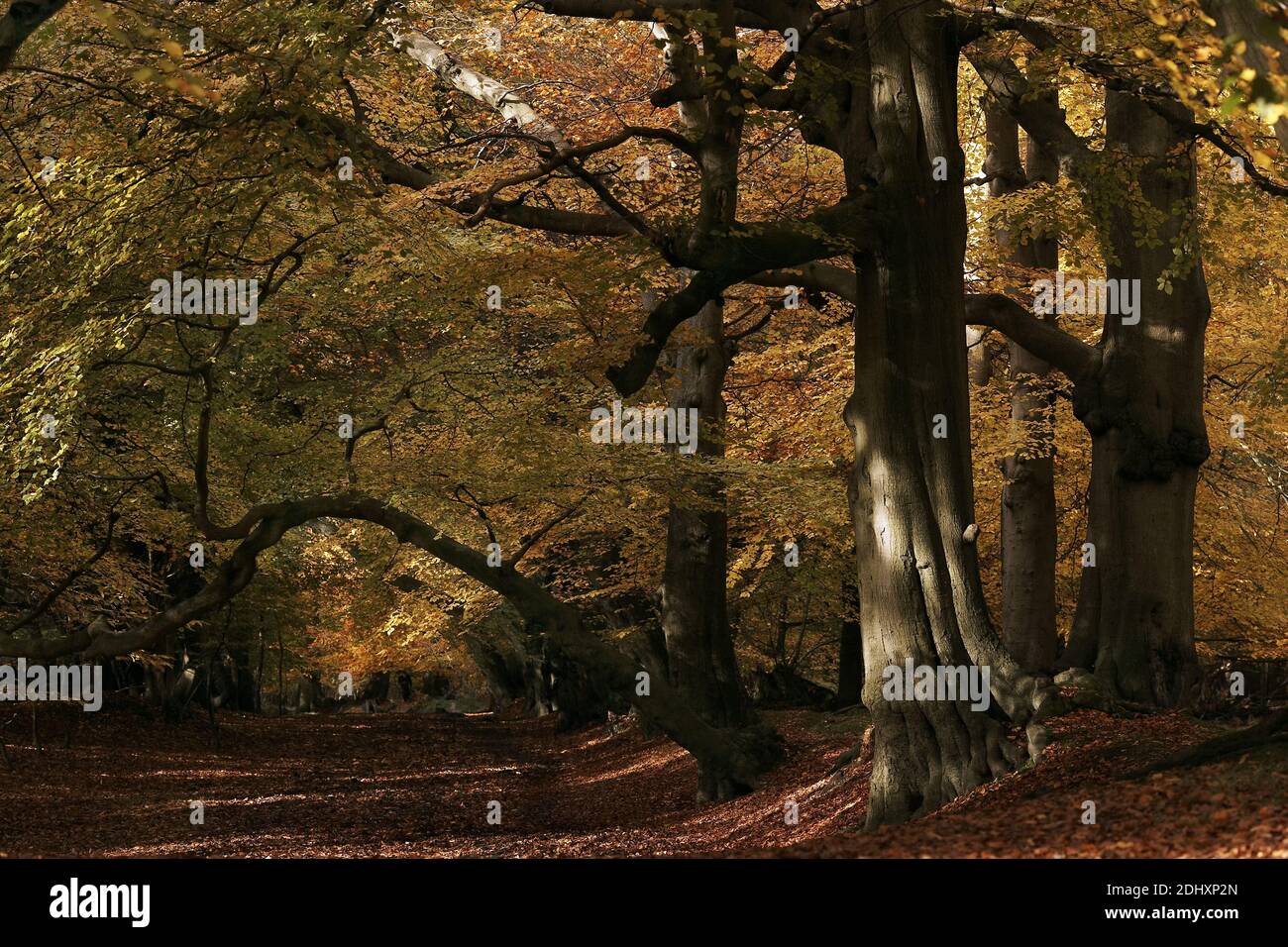 GROSSBRITANNIEN / England Hertfordshire / Herbstliche Farben im Ashridge Estate Stockfoto
