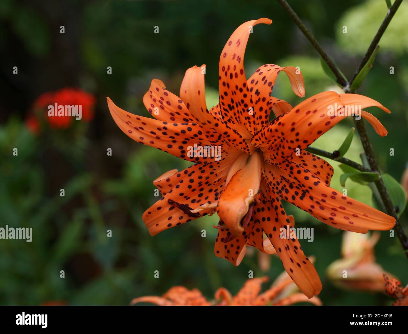 Tigerlilie doppelt Flore Pleno. Leuchtendes Rot mit schwarzen Flecken. Lilien im Garten. Stockfoto